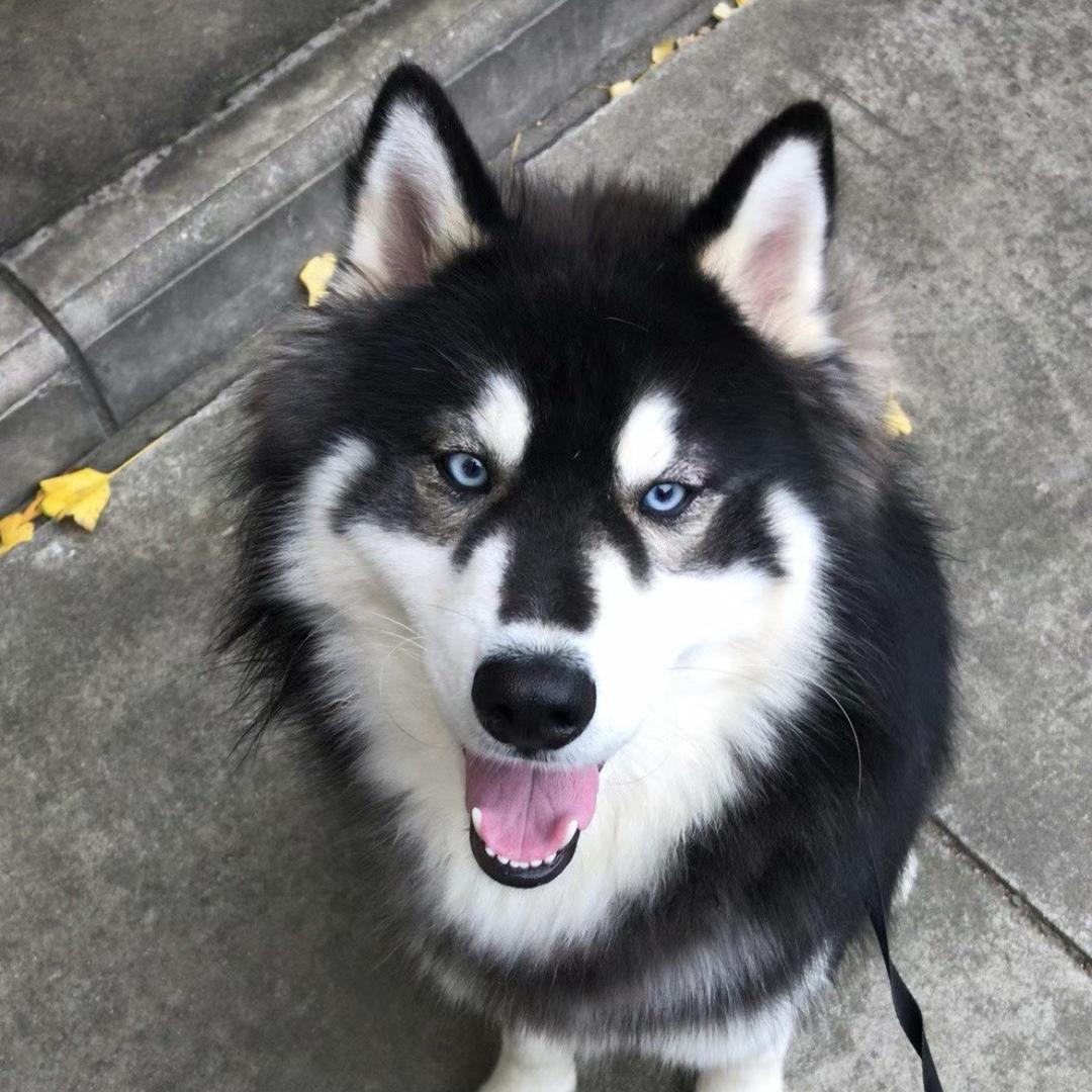 派大星爱抓水母🌟