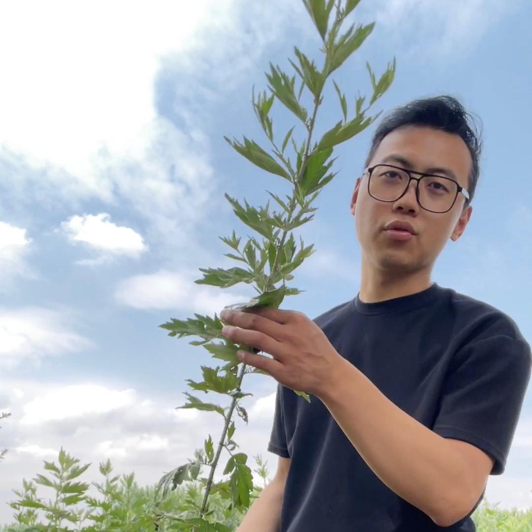 这李有好艾
