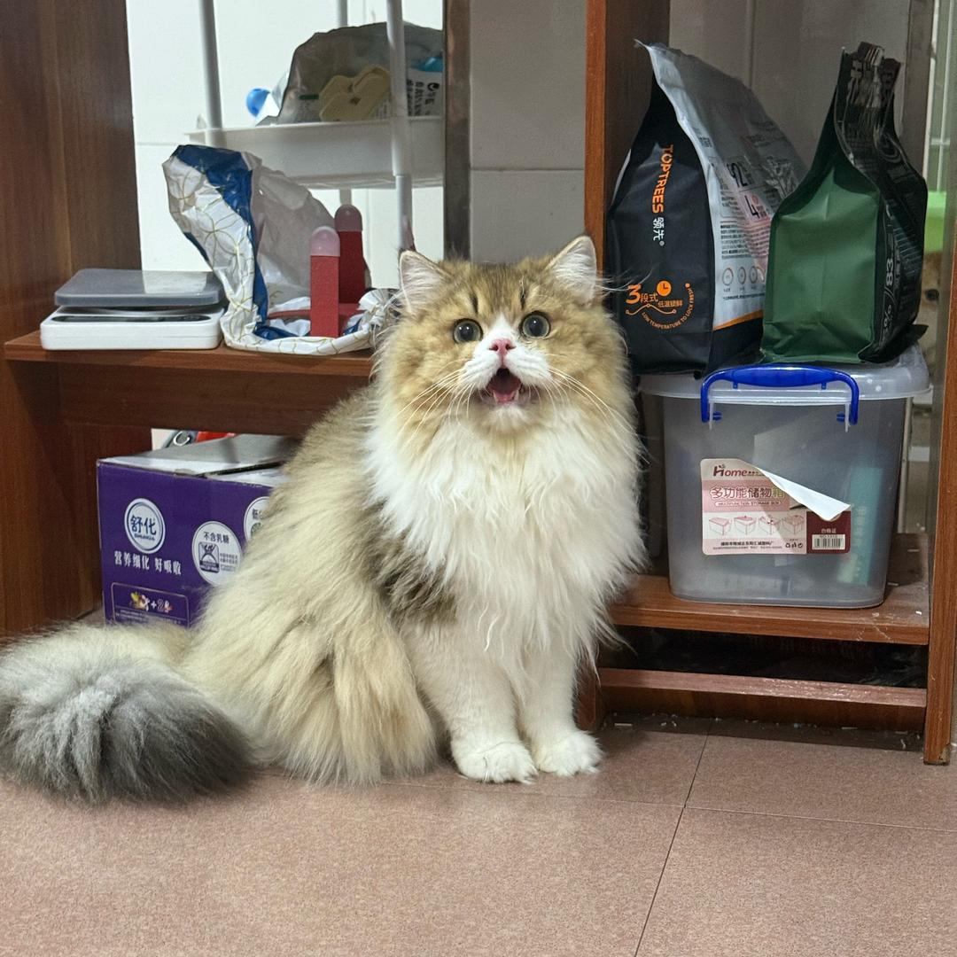 卖小🐱的
