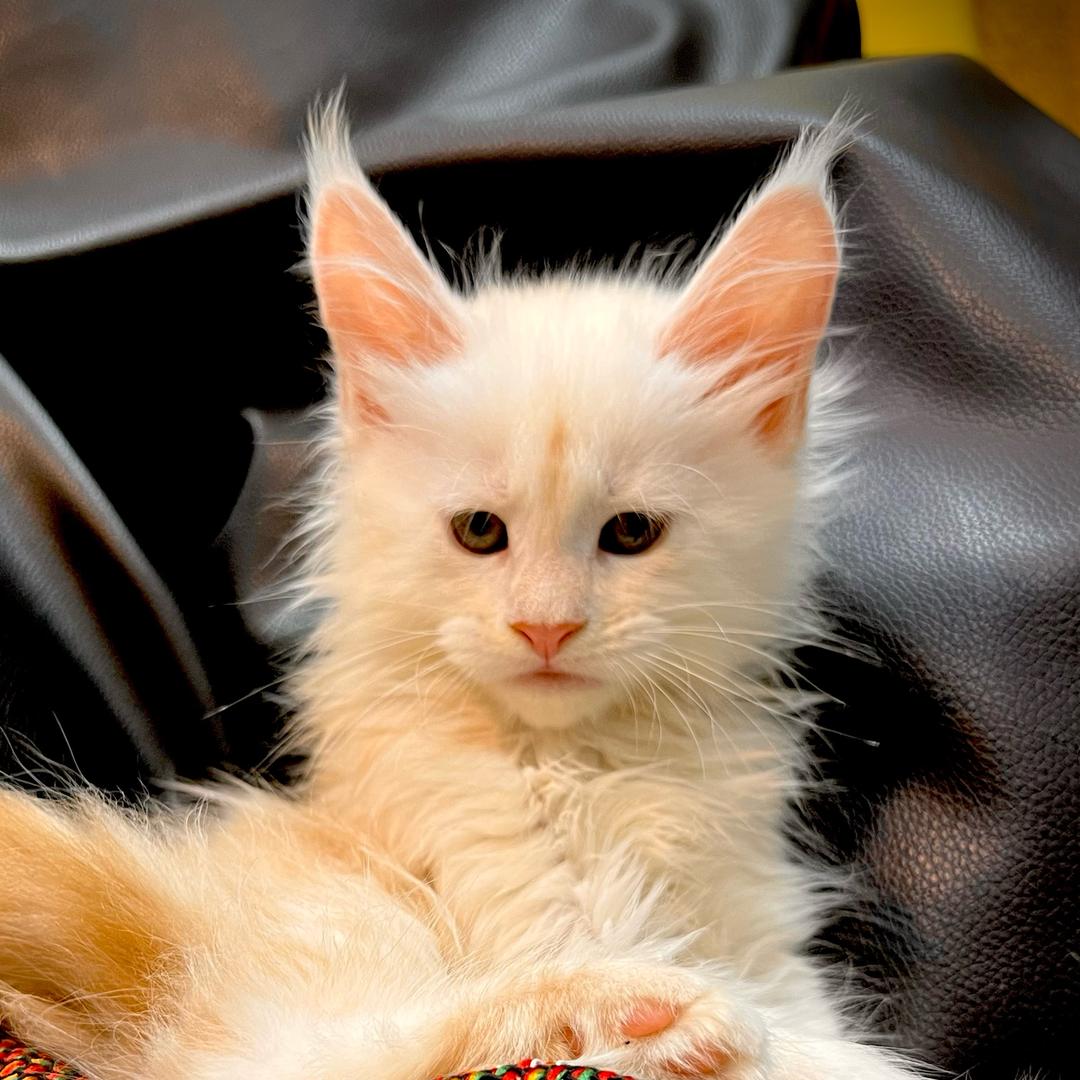 老舅的缅因猫