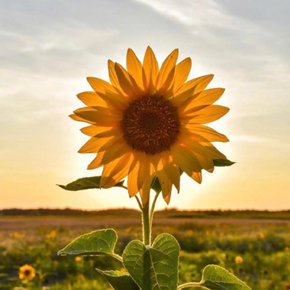 后所石化加油站官方号