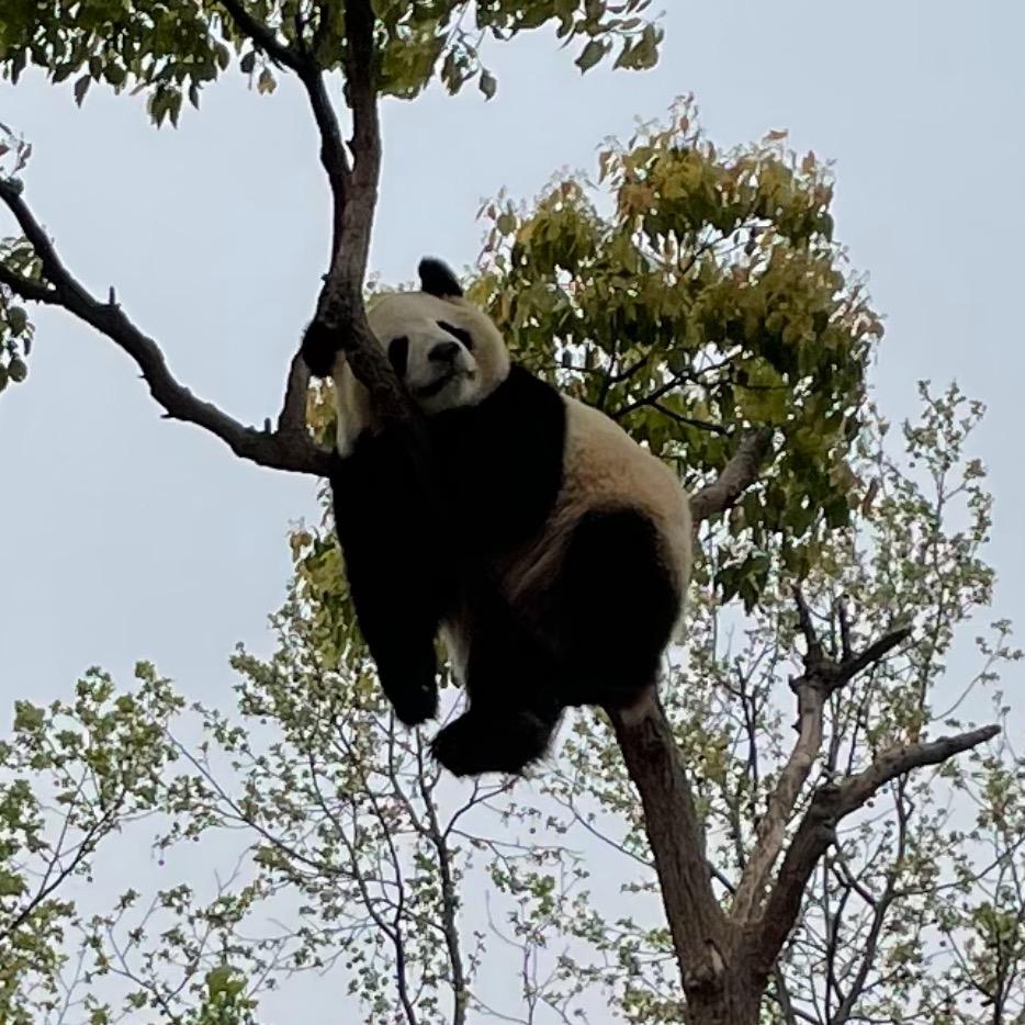🌈🌈琪露诺桑
