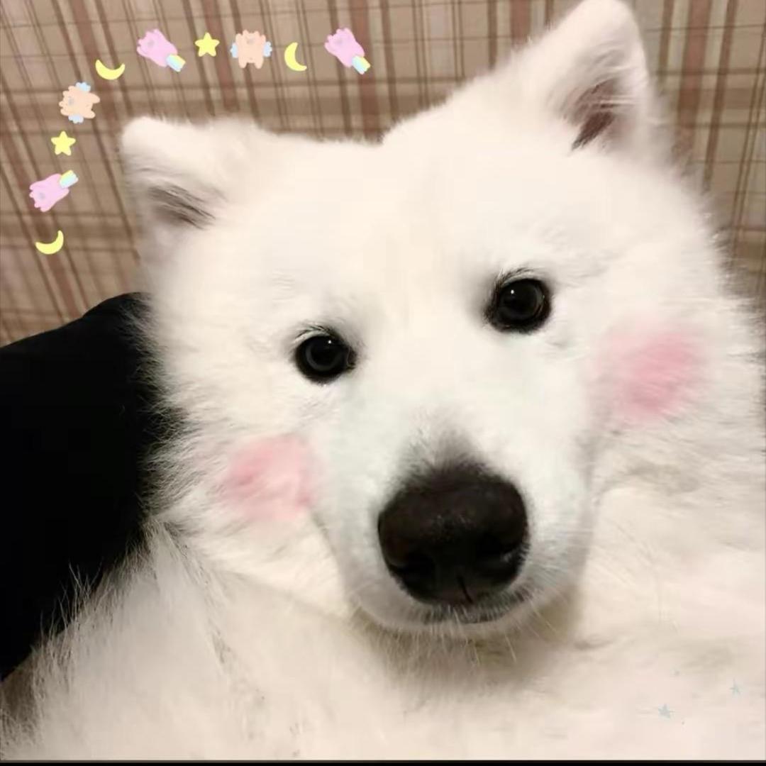 依依