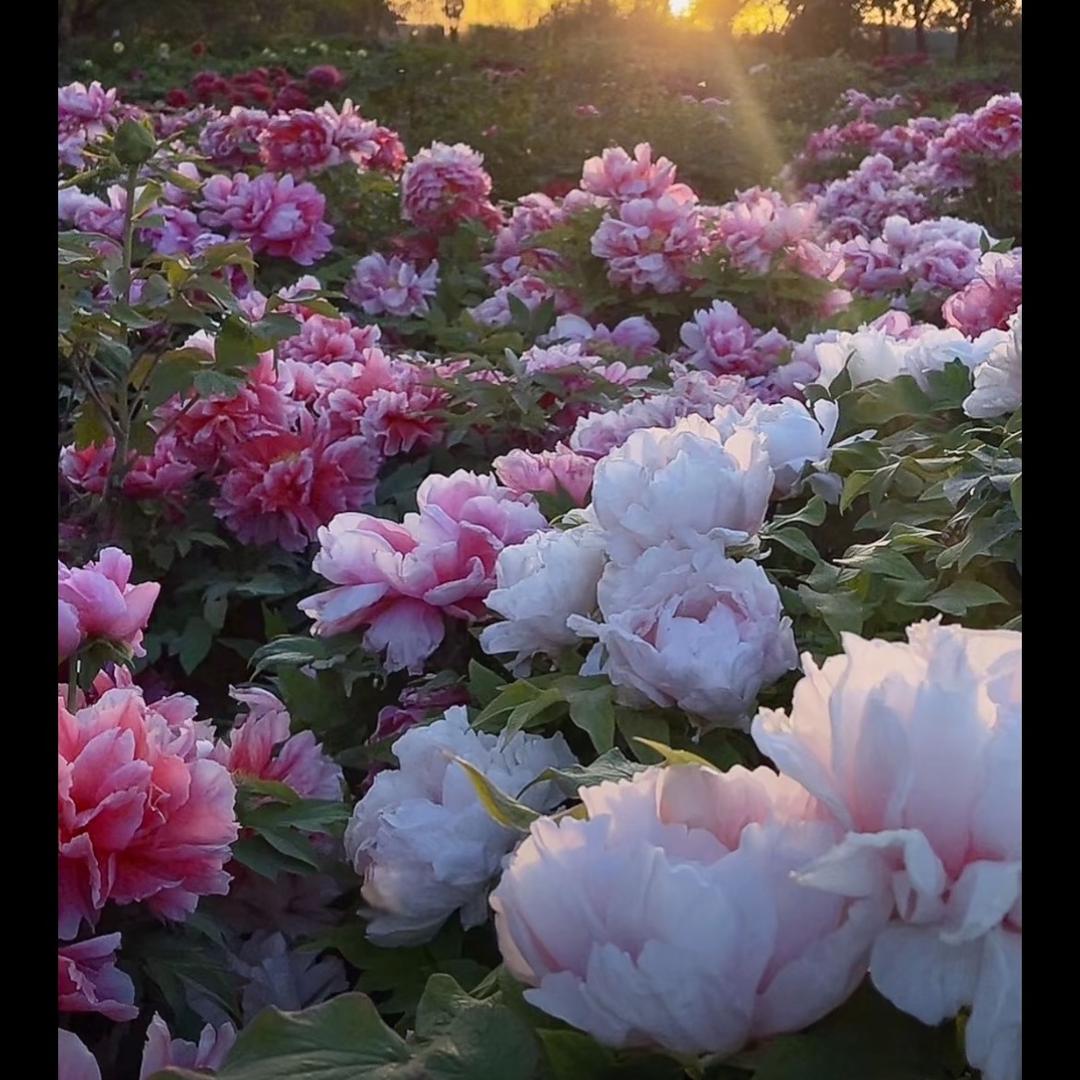 🌾今禾🌾