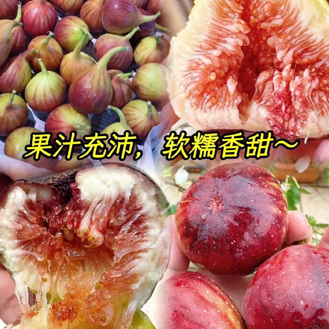 燕姿阿娜果树苗木店