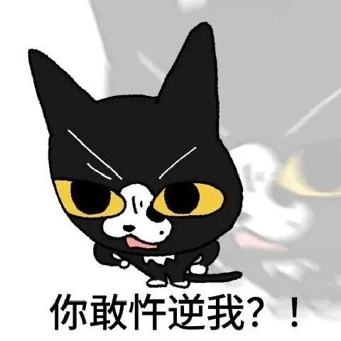 点点是只猫