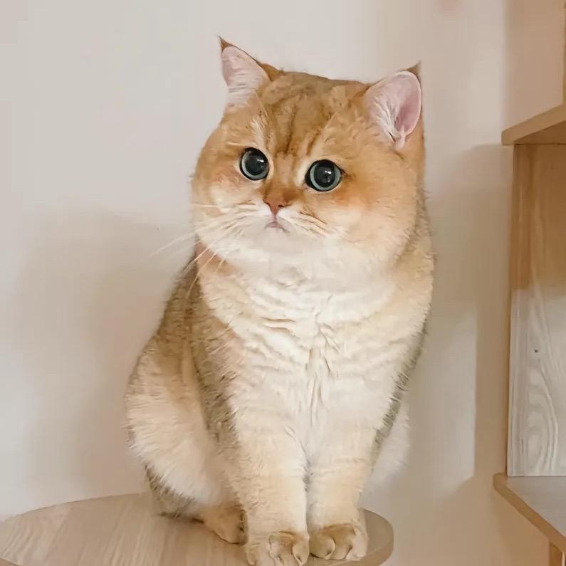 金渐层繁育猫舍矮脚猫拿破仑