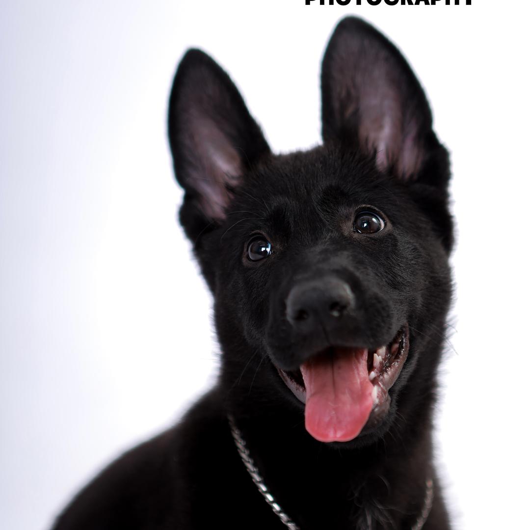 萌萌爱宠乐园官方号