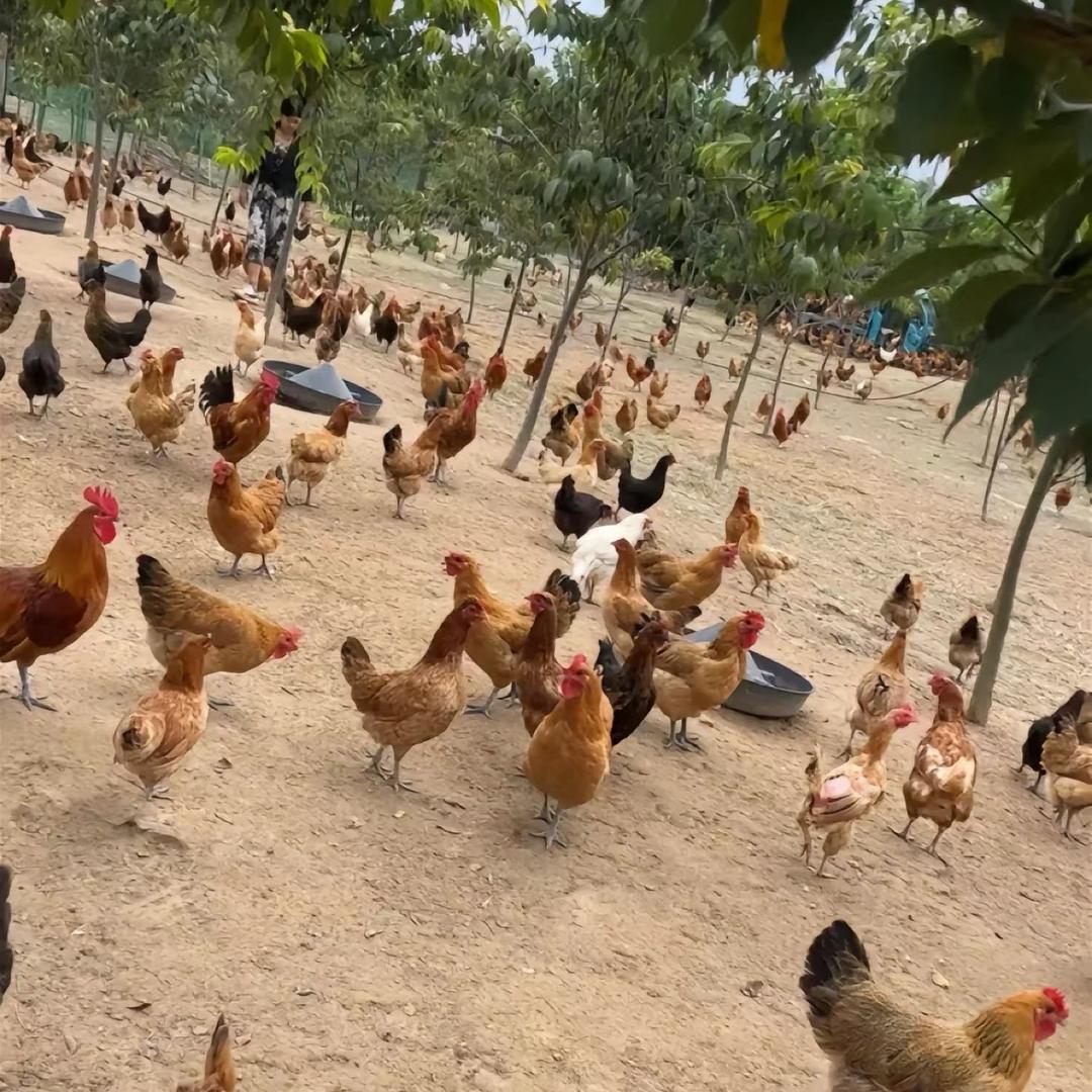 奶奶家的散养土鸡