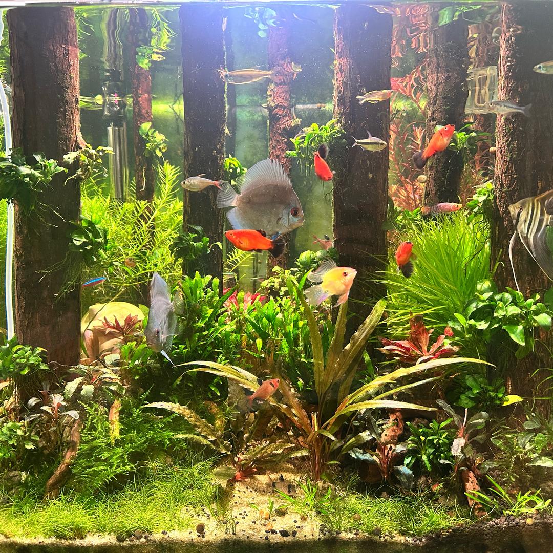 晨林