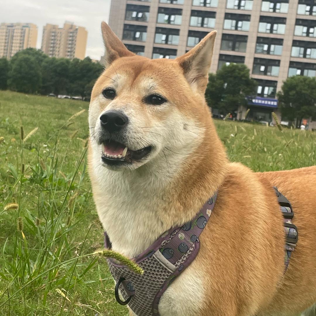 柴犬葱葱