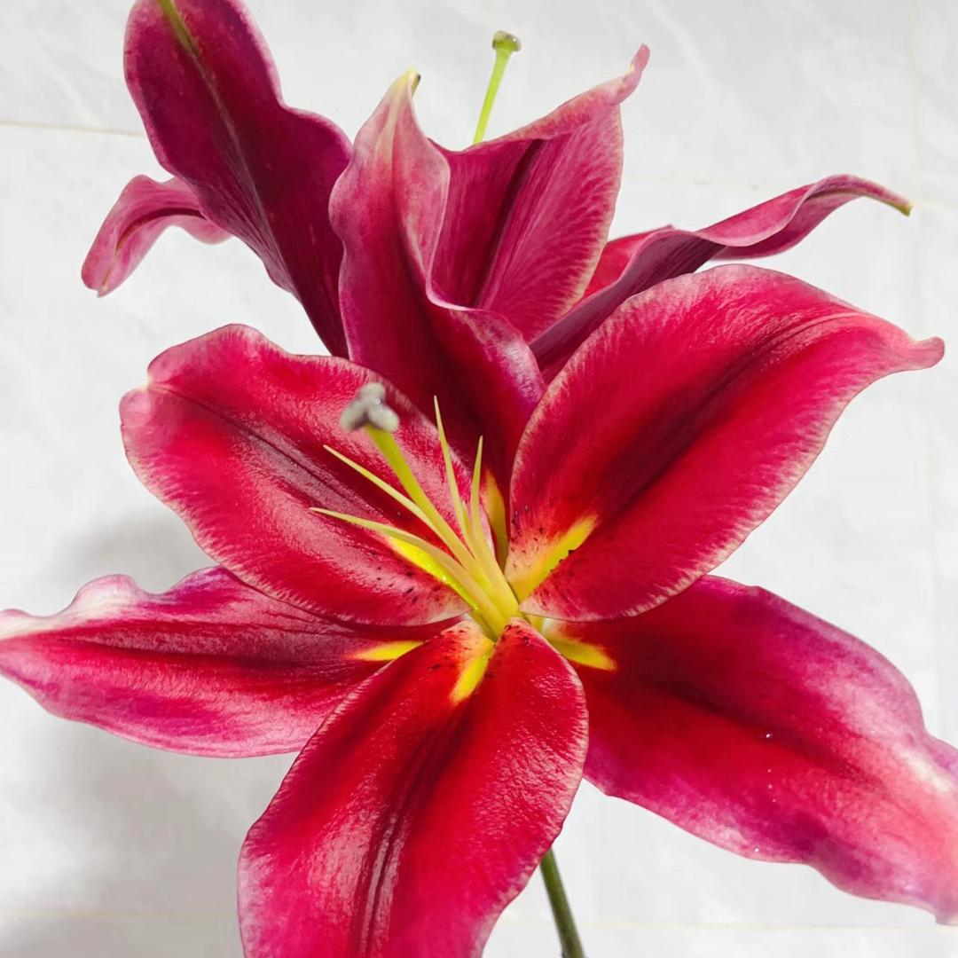 若比邻花卉（小咖）