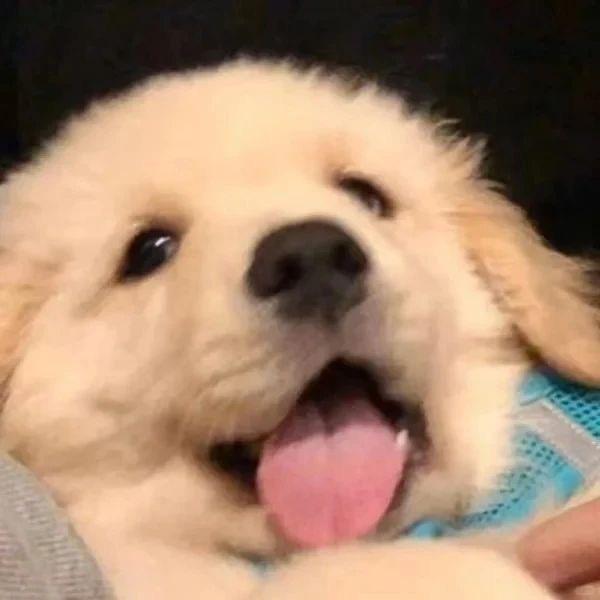 阿Q阿Q阿q