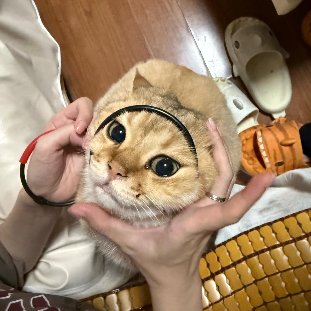 J-mac钊囝头像