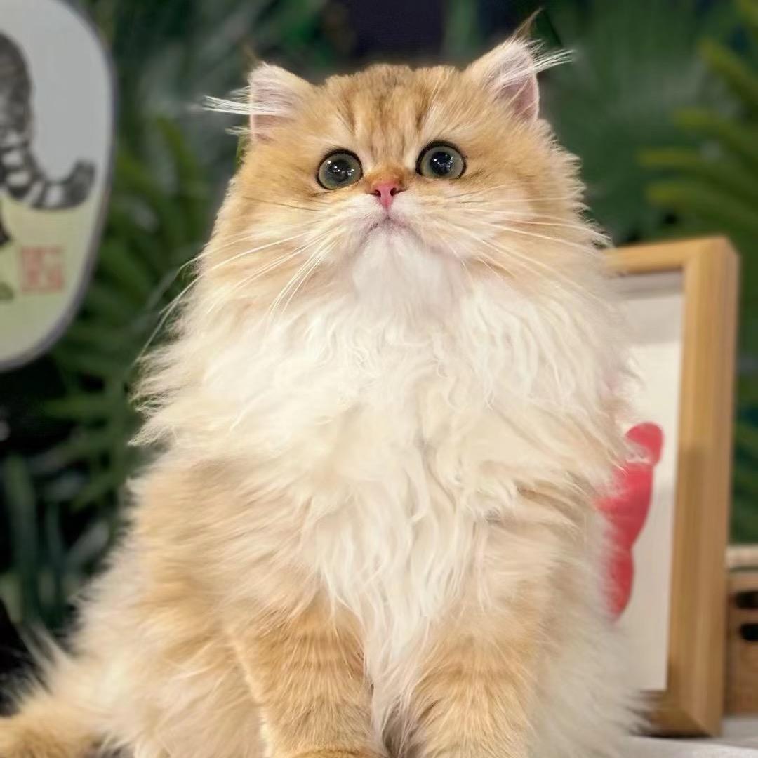 大同猫舍「布偶&金渐层」