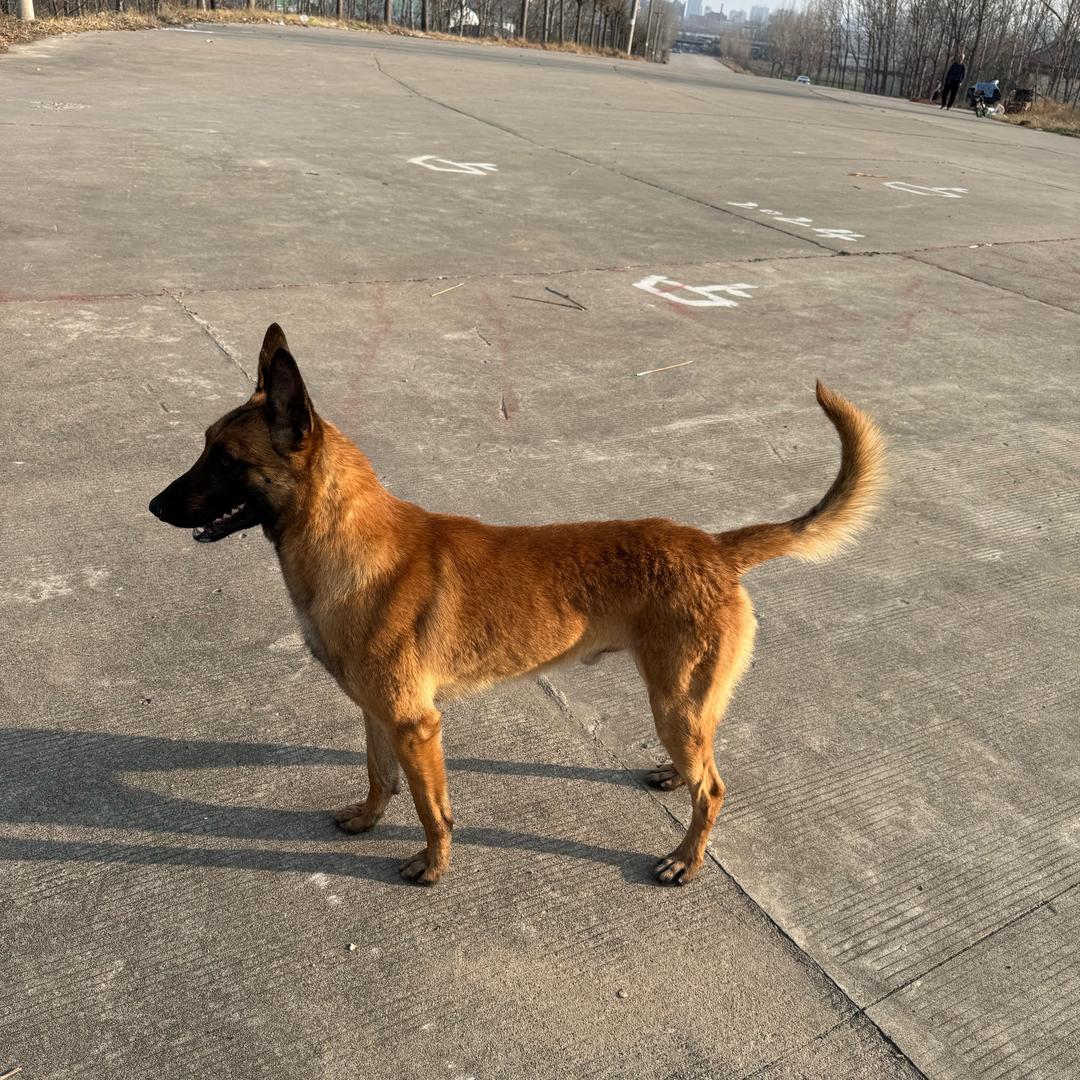 神犬元宝