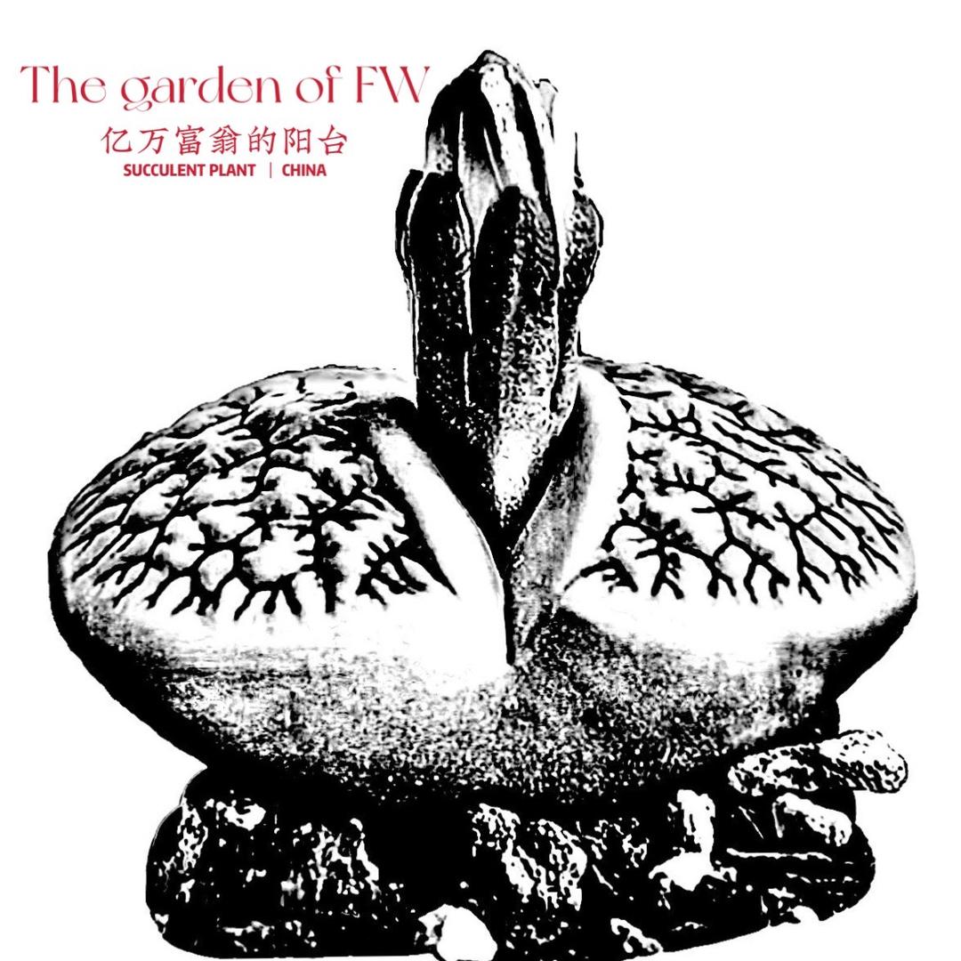 亿万富翁的阳台