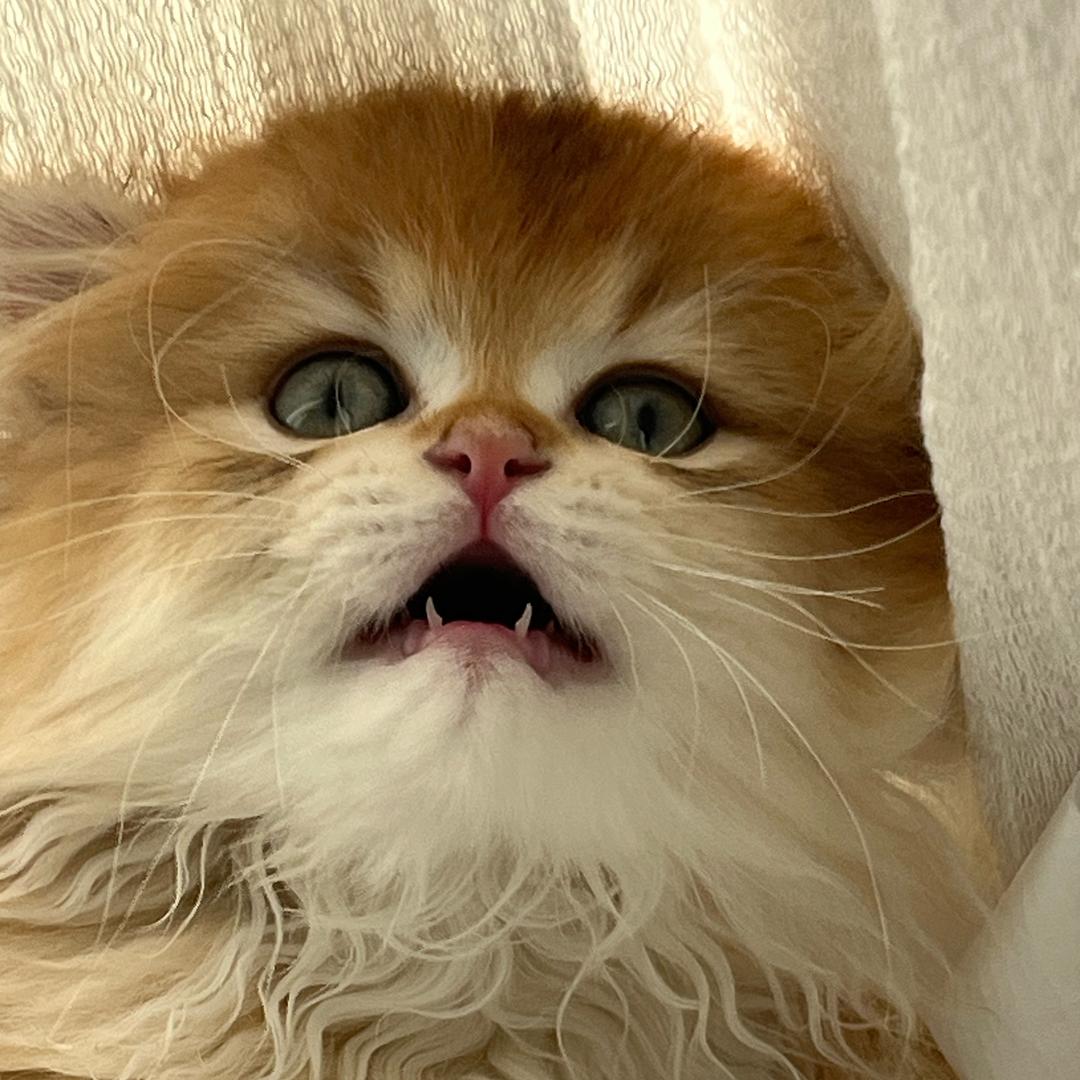 逸逸爱玩～王者荣耀