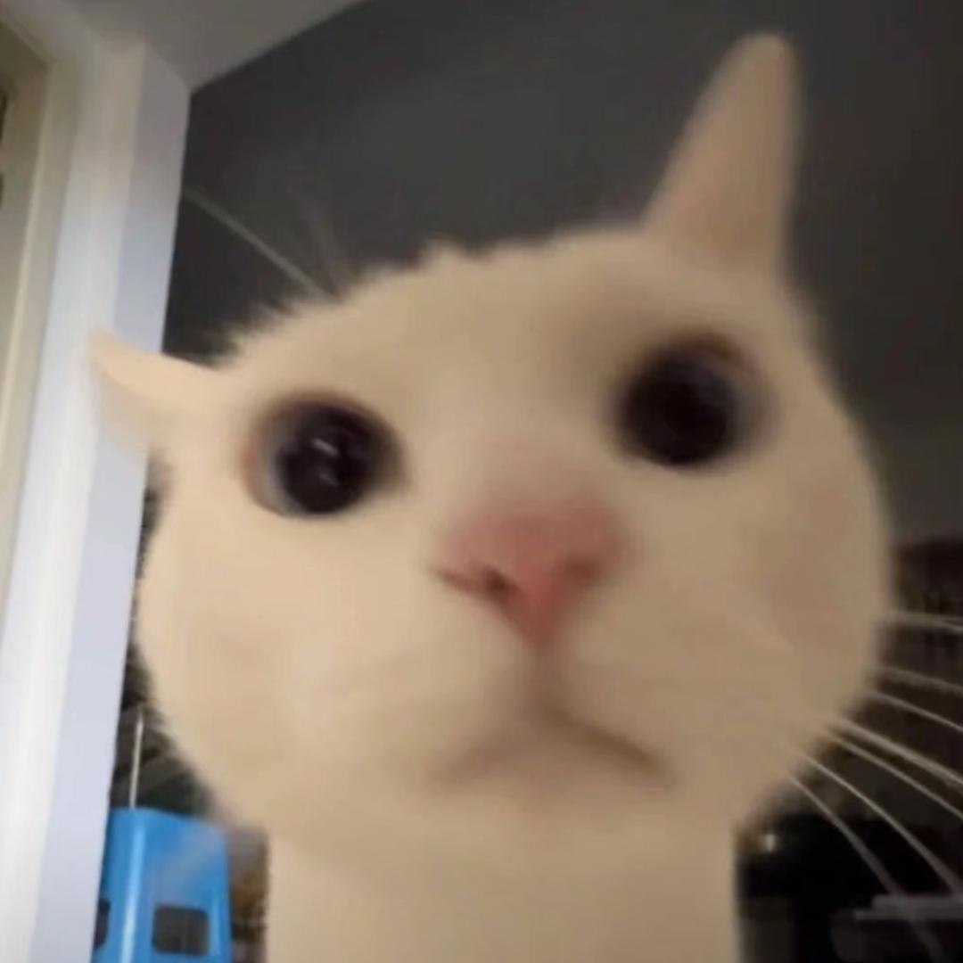 ՞•・•՞liio🐾