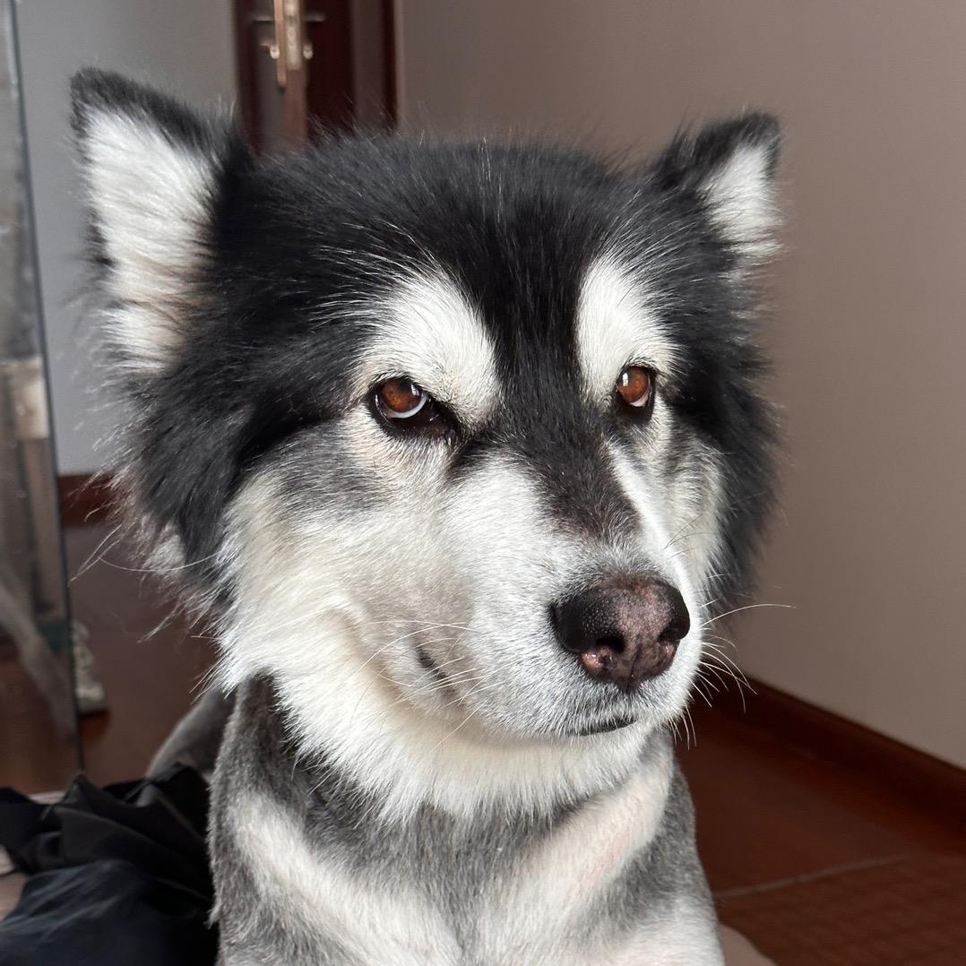 阿拉哆旺仔🐶