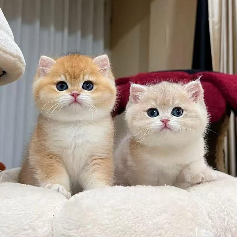 小满的猫
