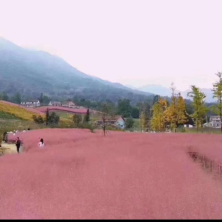 青州花卉苗木