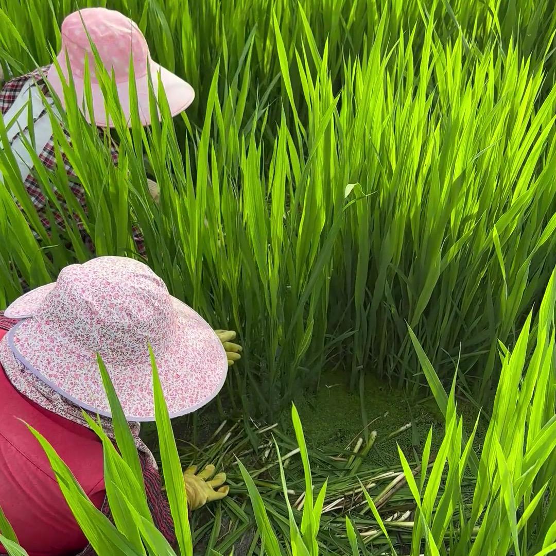 农业生产有诀窍