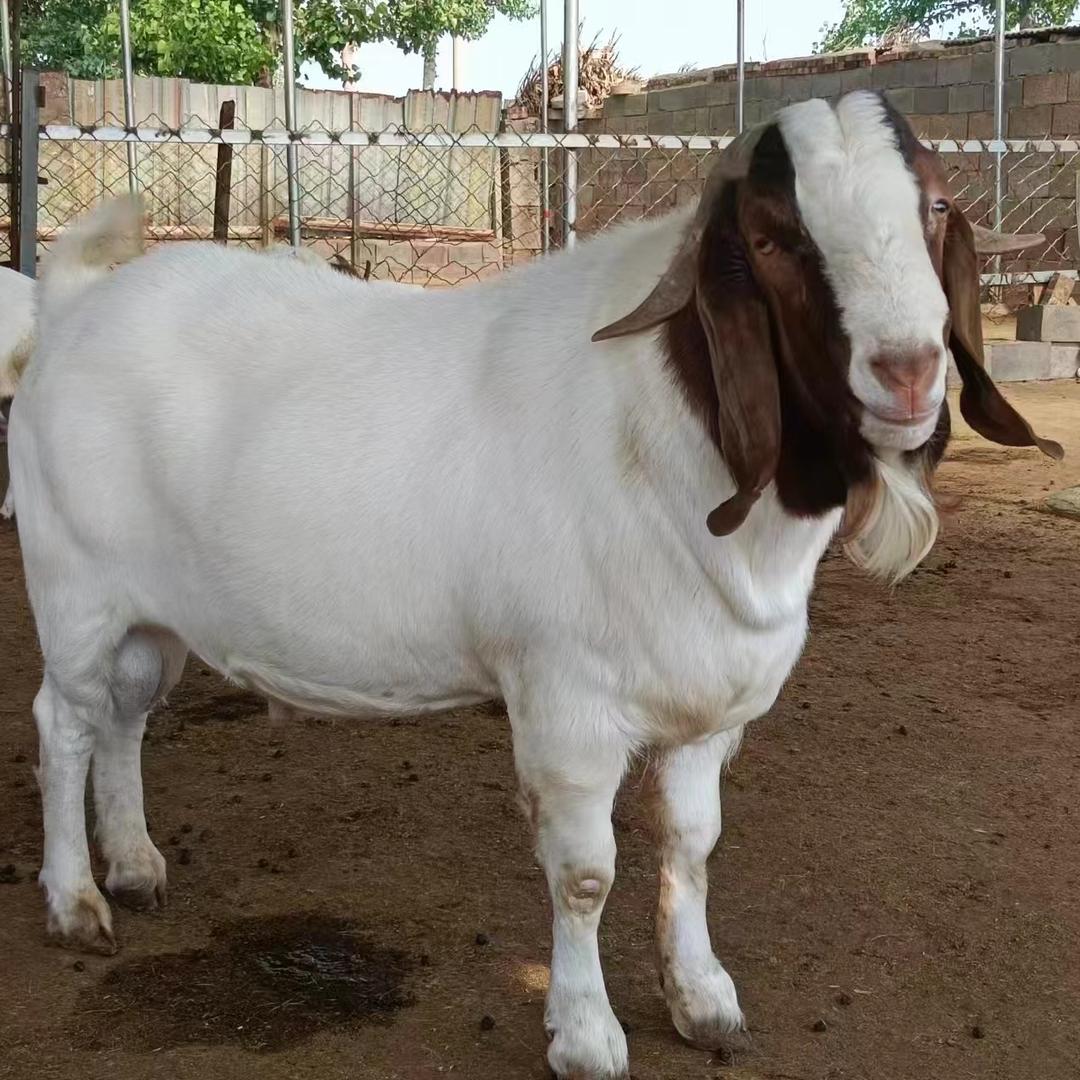 山里人家羊肉铺