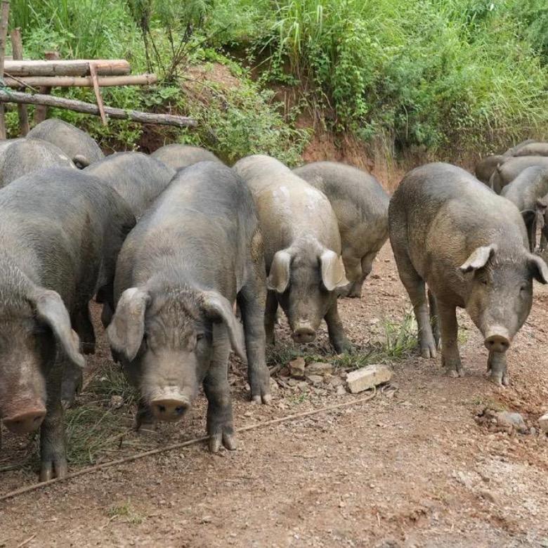 敏敏家农家土味