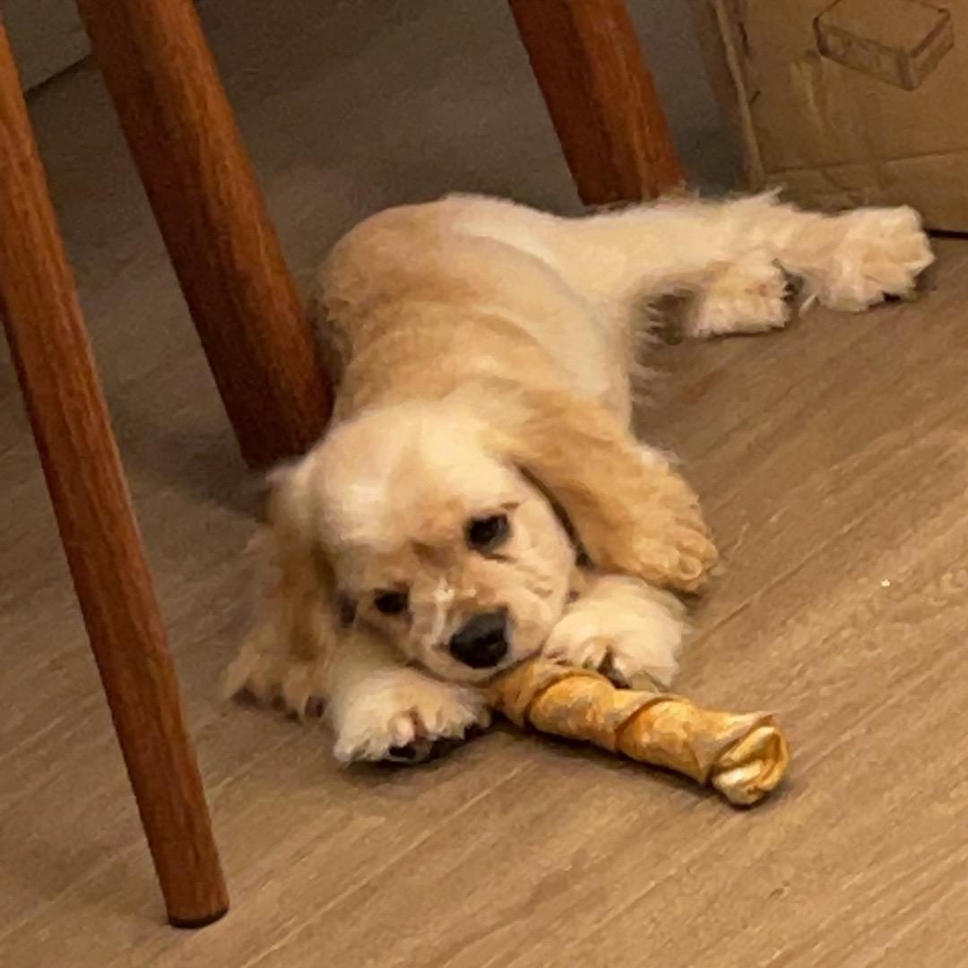 coco