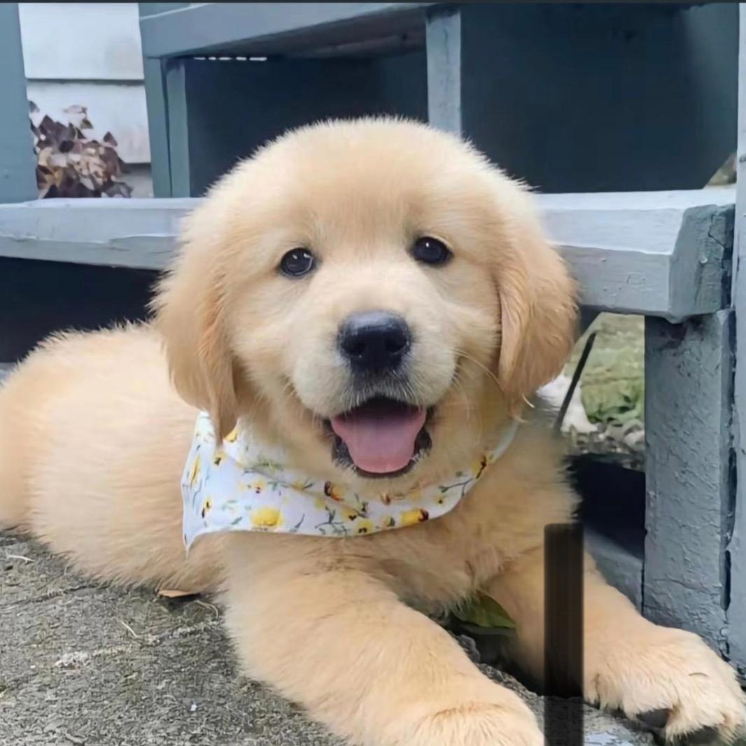 金毛拉布拉多🐶