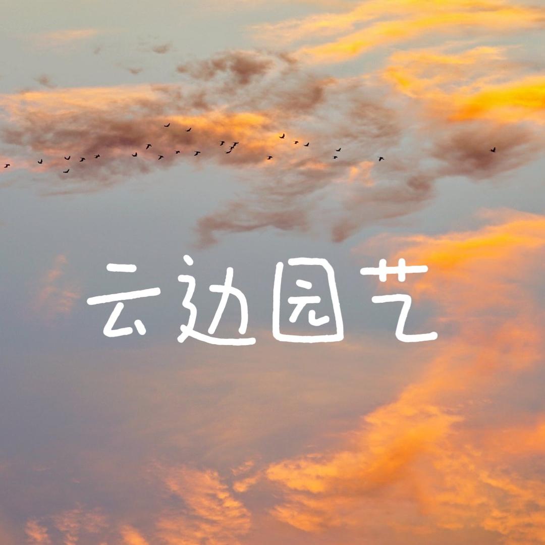 云边园艺（三角梅）