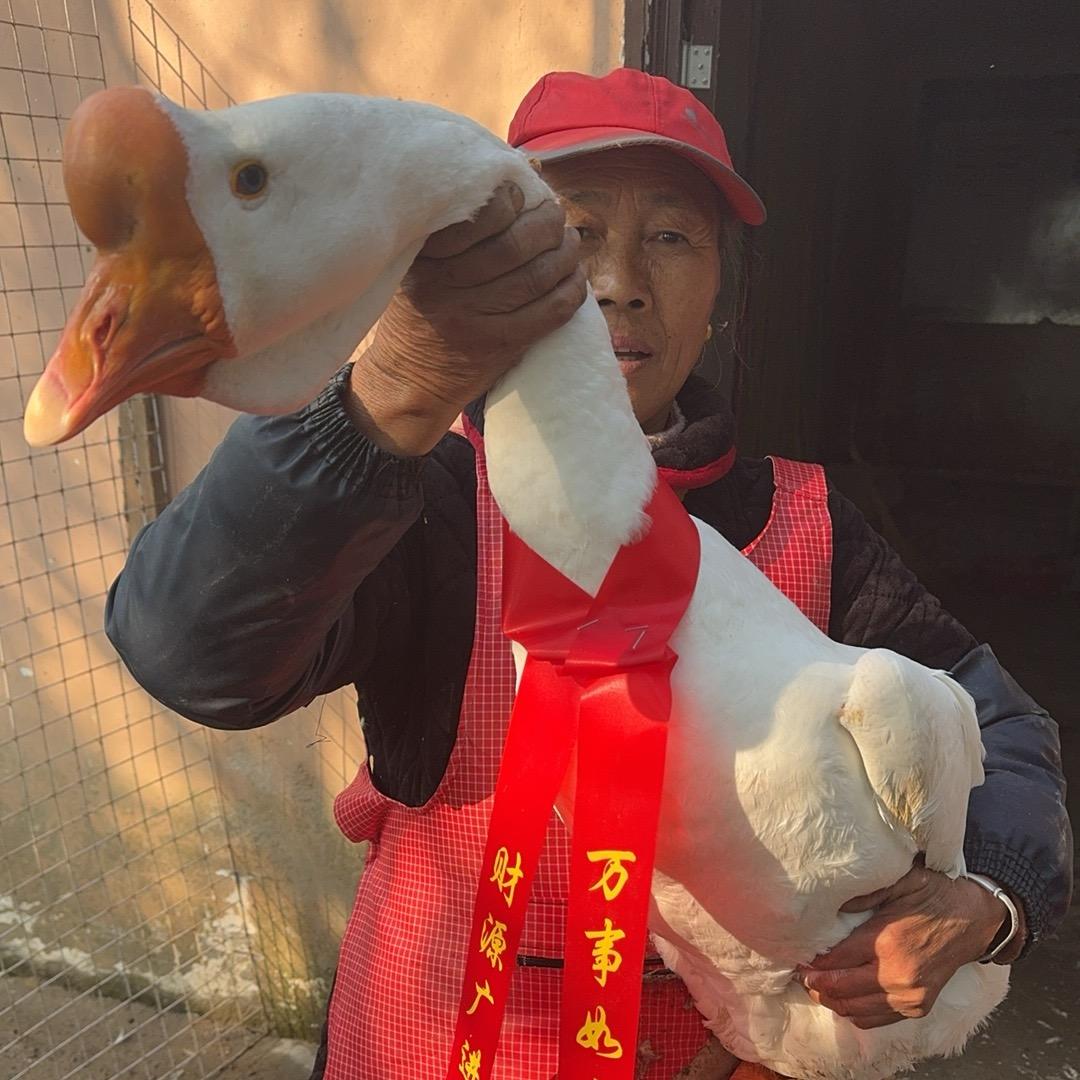 大别山  皖西白鹅