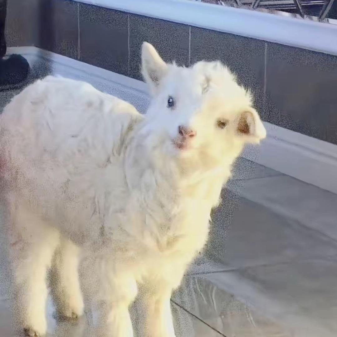 羊🐑