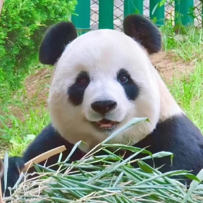 柠檬碎冰冰