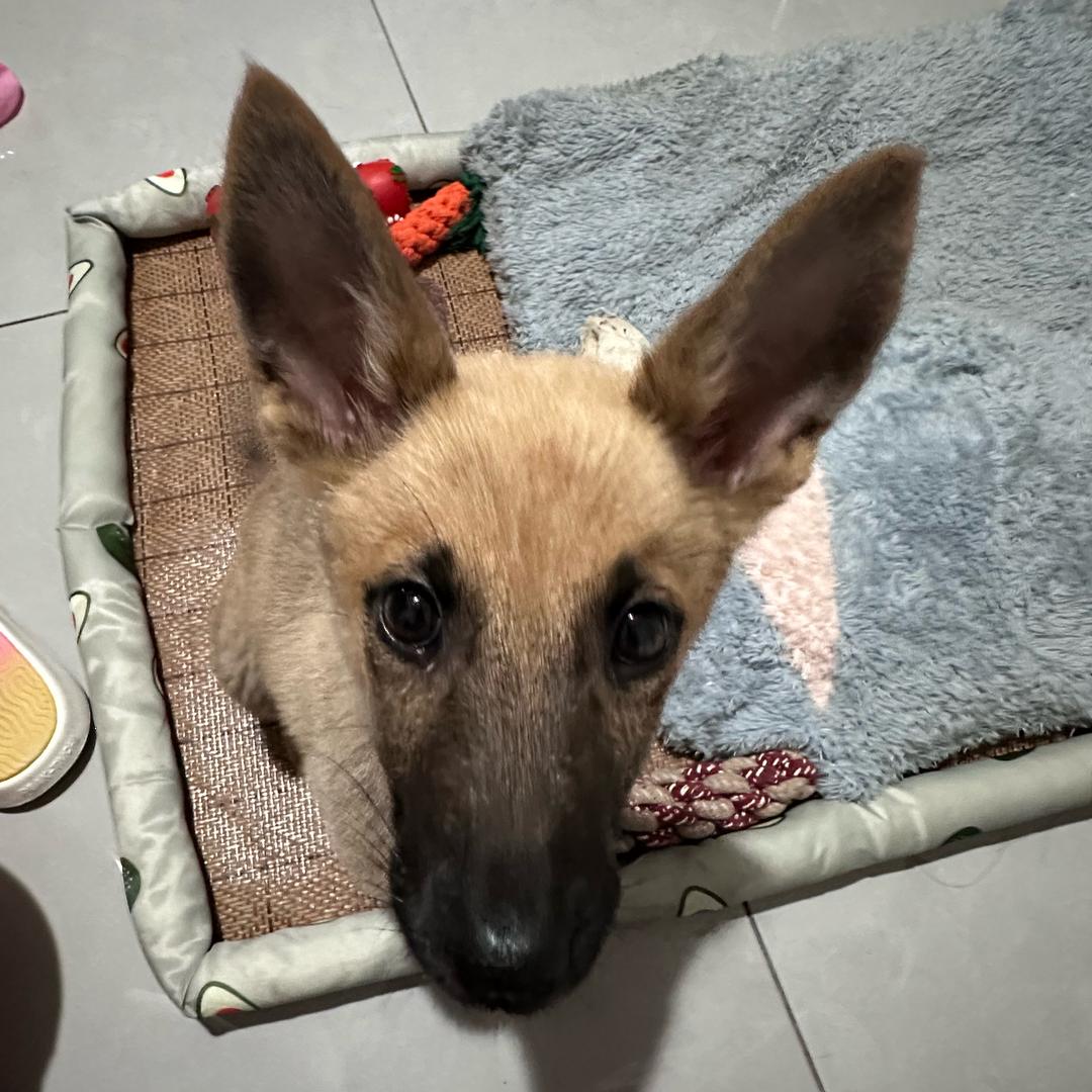 糖果不甜苦苦的