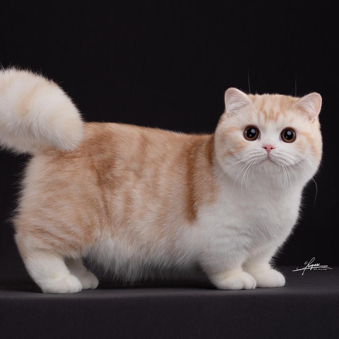 猫大仁