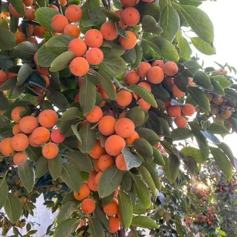 恒海优质苗木店