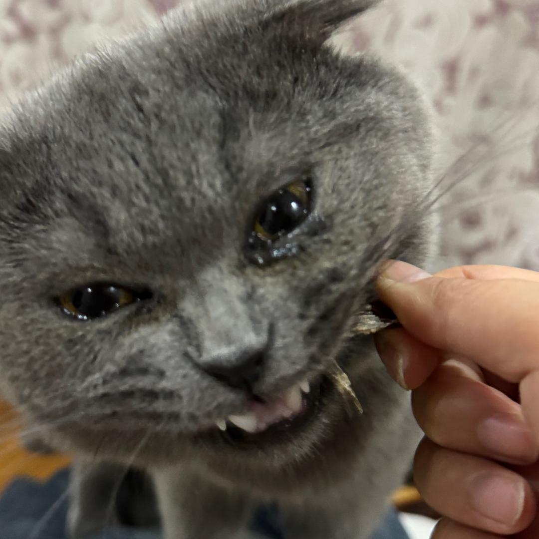 大馋猫PP
