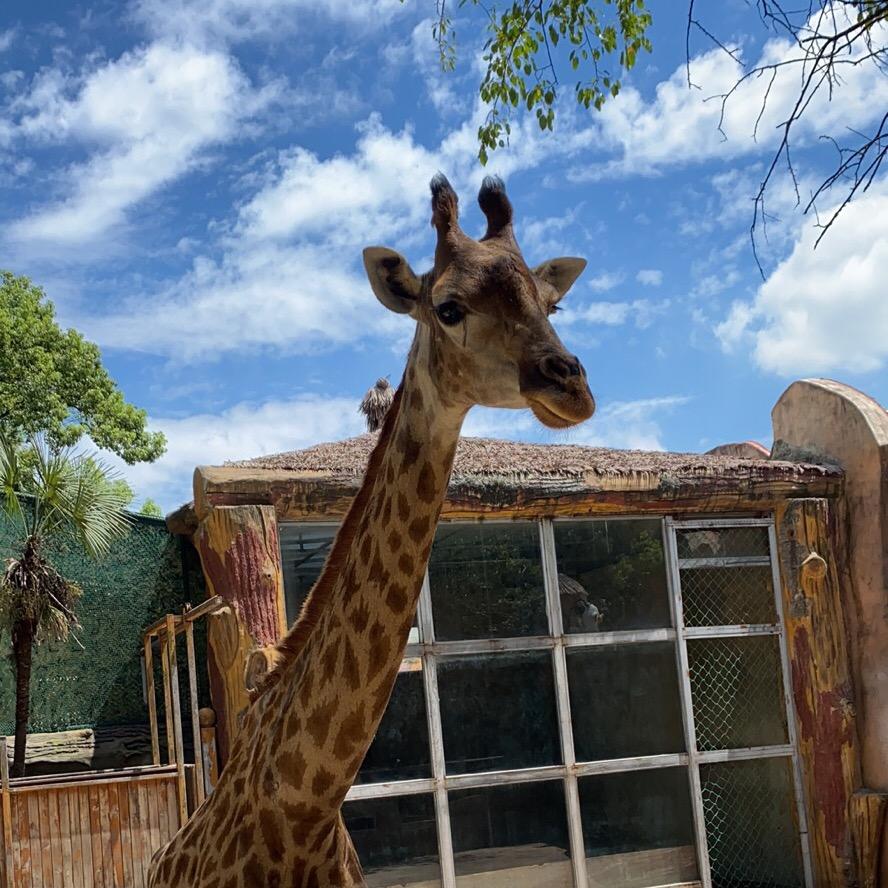 工匠（教育精神）