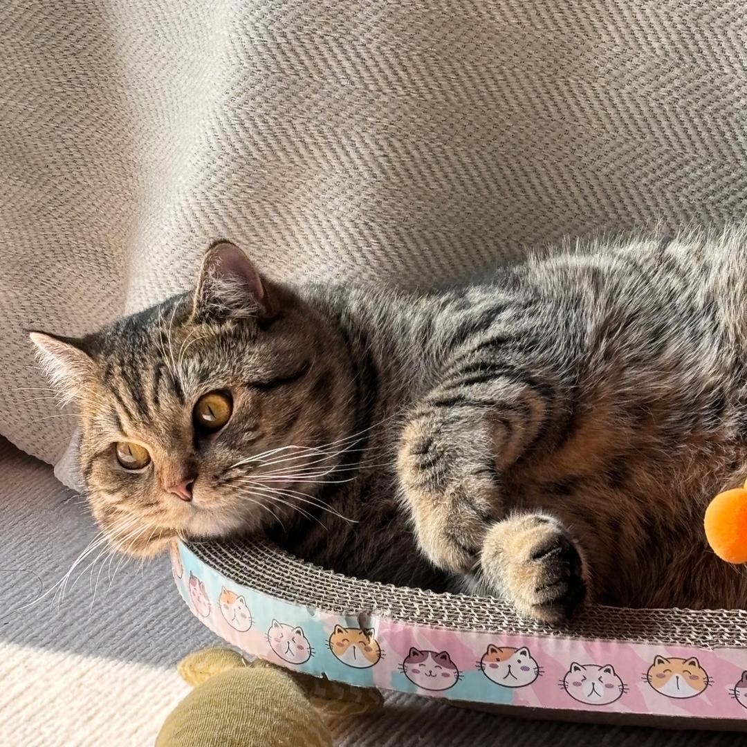 大钱是坨猫