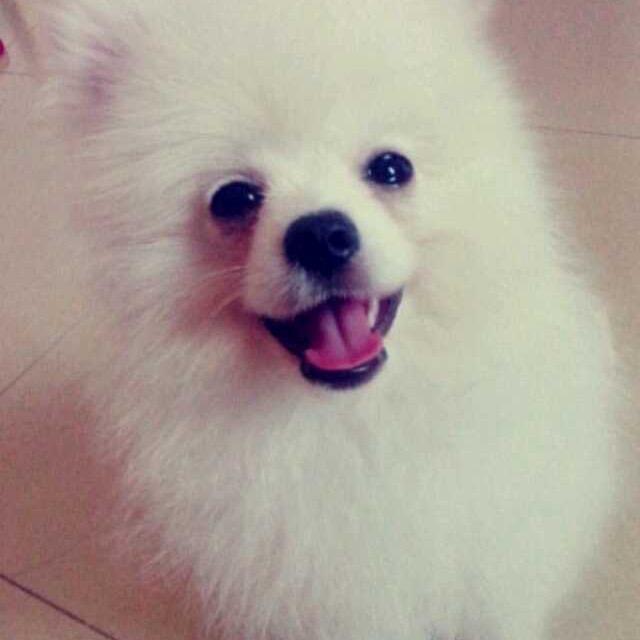 小趴菜