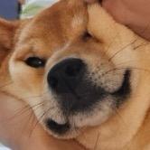 九漏鱼的大鹅🦢