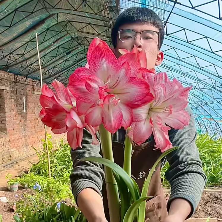 唐山俏佳人朱顶红花圃