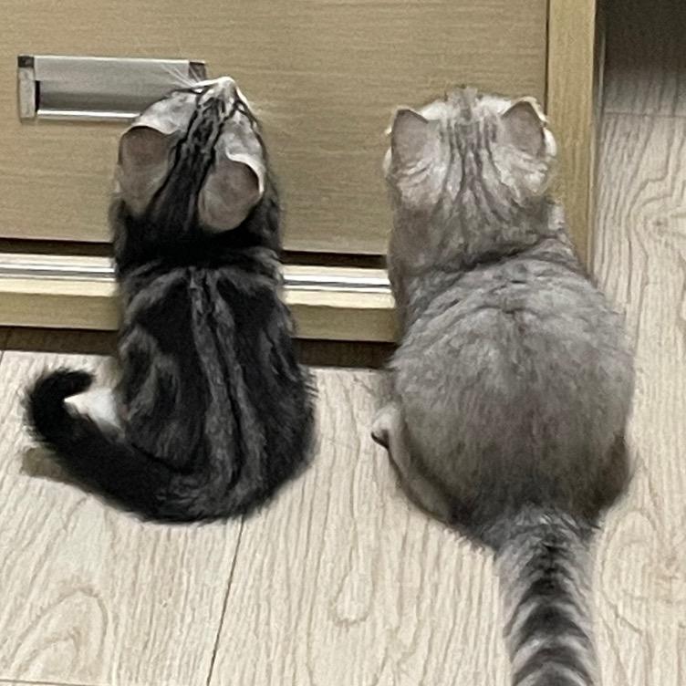 香香汉堡