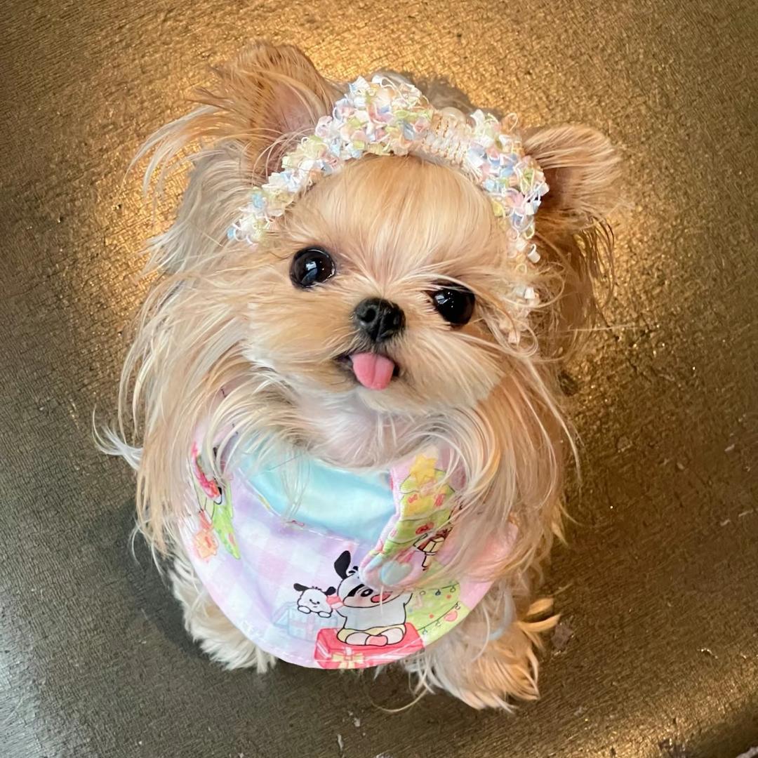 张铁柱儿