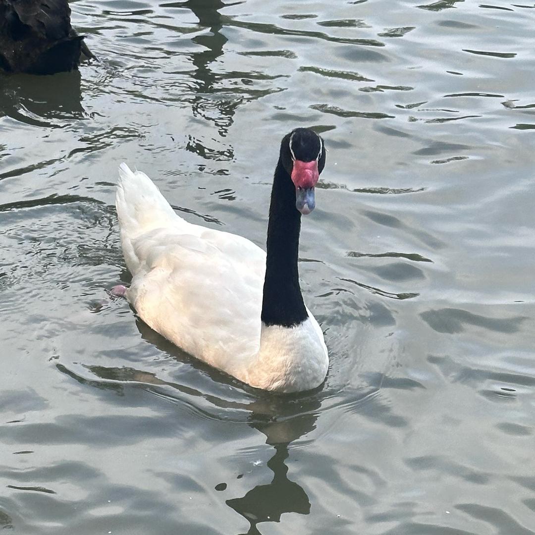 QQ肠