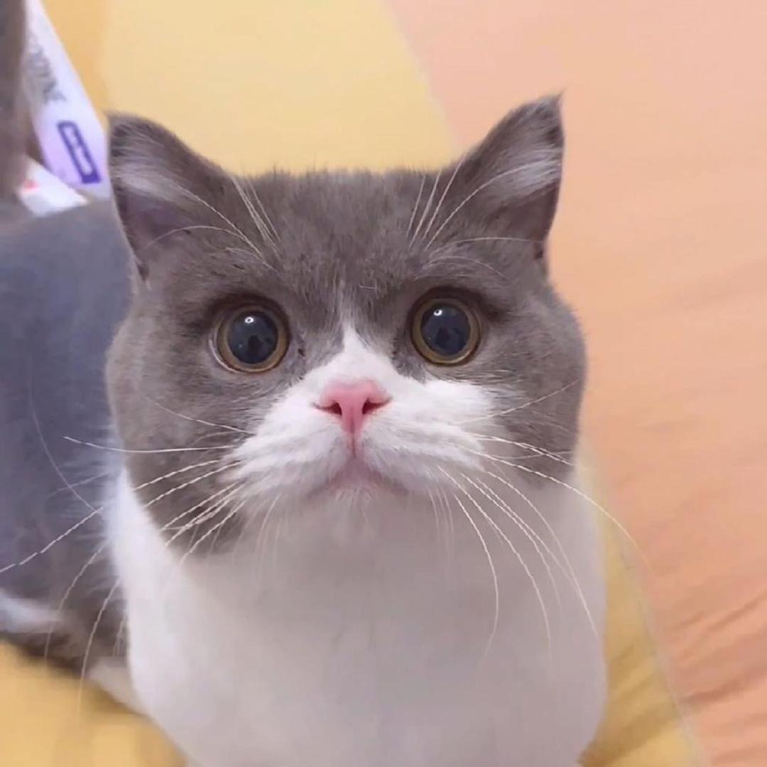 摩卡和卡布@抖音