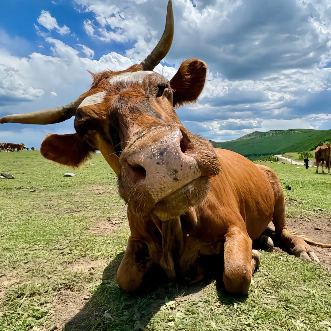 廊坊西能新材料有限公司