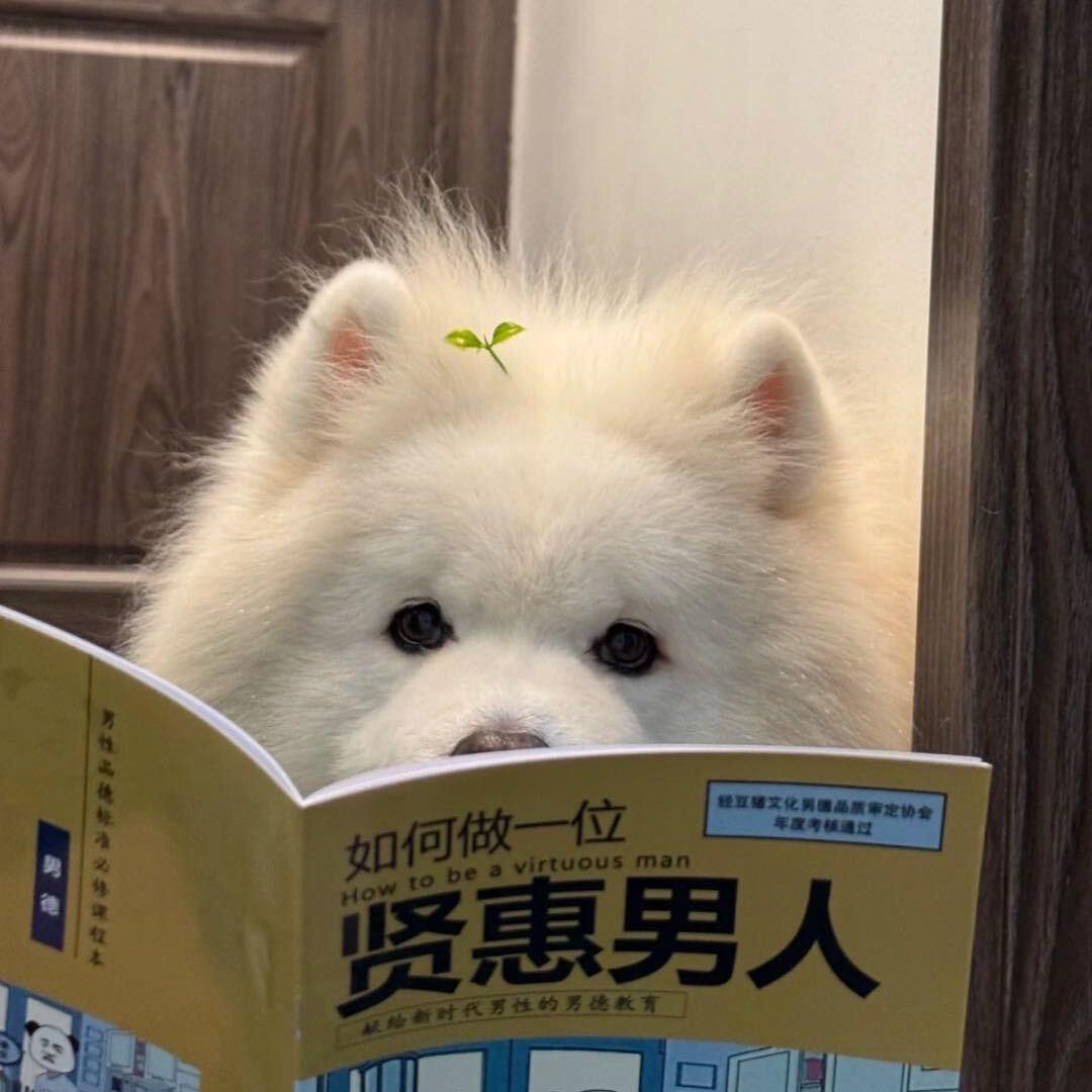 皮蛋solo粥